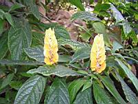 Pachystachys Lutea (Perou) (fam Acanthacees) (02) (Photo F. Mrugala)